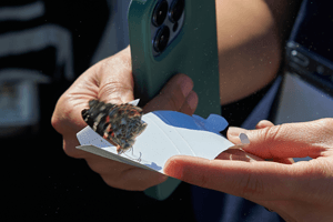 butterfly release